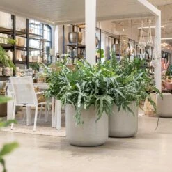 Jumbo Charlie Planter - Stone Washed -Plants Sale Store Jumbo Charlie Planter Stone Washed Indoors