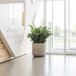 Jumbo Charlie Planter - Stone Washed -Plants Sale Store Jumbo Charlie Planter Stone Washed Office Reception Planter