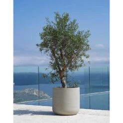 Jumbo Charlie Planter - Stone Washed -Plants Sale Store Jumbo Charlie Planter Stone Washed Olive Tree