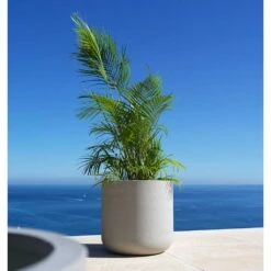 Jumbo Charlie Planter - Stone Washed -Plants Sale Store Jumbo Charlie Planter Stone Washed Palm Tree