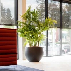 Jumbo Orb Natural Orb Planter - Black -Plants Sale Store Jumbo Orb Natural Orb Planter Black Kentia Palm fff74497 414d 4847 8a48 48dbd3cf1160