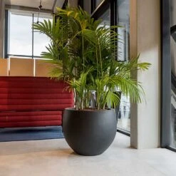 Jumbo Orb Natural Orb Planter - Black -Plants Sale Store Jumbo Orb Natural Orb Planter Black Office Palm