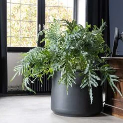 Jumbo Patt Natural Planter - Black -Plants Sale Store Jumbo Patt Natural Planter Black Philodendron Indoor Plant