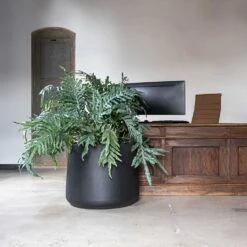 Jumbo Patt Natural Planter - Black -Plants Sale Store Jumbo Patt Natural Planter Black Reception Planter