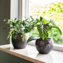 Kae Plant Pot - Mocha -Plants Sale Store Kae Plant Pots Mocha Houseplants