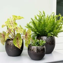 Kae Plant Pot - Mocha -Plants Sale Store Kae Plant Pots Mocha Indoor Plants