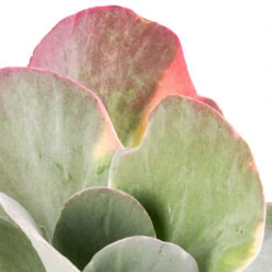 Kalanchoe Luciae Fantastic - Paddle Plant 12 Kalanchoe Luciae Fantastic - Paddle Plant -Plants Sale Store Kalanchoe luciae Fantastic Paddle Plant SWATCH