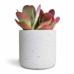 Kalanchoe Thyrsiflora - Paddle Plant -Plants Sale Store Kalanchoe thyrsiflora Paddle Plant 12x25cm Charlie Plant Pot White Washed 15x15cm