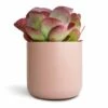 Kalanchoe Thyrsiflora - Paddle Plant -Plants Sale Store Kalanchoe thyrsiflora Paddle Plant 12x25cm Lisbon Plant Pot Pink Clay 15x15cm 2