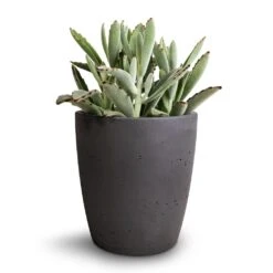 Gerben Plant Pot - Black Washed -Plants Sale Store Kalanchoe tomentosa Panda Plant 12x25cm Gerben Plant Pot Black Washed 15x16cm 3fedd242 a13e 4e84 ab9e 1630182540ce