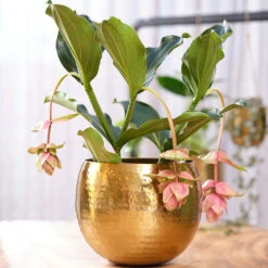 Kody Metal Plant Pots - Set Of 3 - Large - Gold 11 Kody Metal Plant Pots - Set Of 3 - Large - Gold -Plants Sale Store Kody Metal Plant Pots Set of 2 Small Gold Lifestyle 02 c446cf52 5828 483a b7f1 16895f1c1bb7