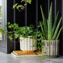 Lugano Scalloped Plant Pot - Mustard -Plants Sale Store LIfestyle Lugano Scalloped Plant Pot