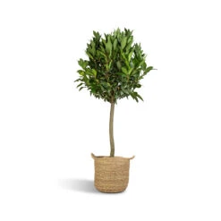Laurus Nobilis - Bay Tree 18 Laurus Nobilis - Bay Tree -Plants Sale Store Laurus Nobilis Bay Tree 25x130cm Nelis Plant Basket Natural 28x27cm ad0709c6 9647 4ddb a109 2077ca228b1e