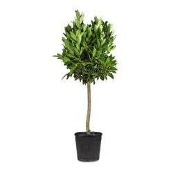 Laurus Nobilis - Bay Tree 15 Laurus Nobilis - Bay Tree -Plants Sale Store Laurus nobilis Bay Tree 25x130cm 2