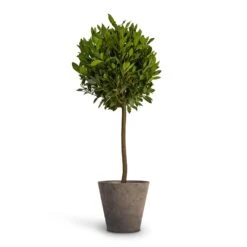 Laurus Nobilis - Bay Tree 19 Laurus Nobilis - Bay Tree -Plants Sale Store Laurus nobilis Bay Tree 25x130cm Claire Artstone Plant Pot Grey 32x29cm