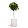 Laurus Nobilis - Bay Tree 2 Laurus Nobilis - Bay Tree -Plants Sale Store Laurus nobilis Bay Tree 25x130cm Max Refined Planter Natural White 29x29.5cm
