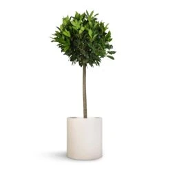 Max Refined Planter - Natural White -Plants Sale Store Laurus nobilis Bay Tree 25x130cm Max Refined Planter Natural White 29x29.5cm 60aea5e9 dce7 4349 9dcd da1f6b99943b