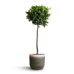 Tarra Plant Pot - Forest -Plants Sale Store Laurus nobilis Bay Tree 25x130cm Tarra Plant Pot Forest 29x25cm 92f71aed ac19 41a1 b346 2acab6b339d3
