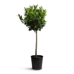 Laurus Nobilis - Bay Tree 17 Laurus Nobilis - Bay Tree -Plants Sale Store Laurus nobilis Bay Tree 25x130cm b83f2498 0028 4b71 96b3 27282ef7ecba