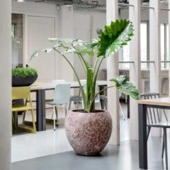 Lava Balloon Relic Planter - Pink -Plants Sale Store Lava Balloon Relic Planter Pink 3