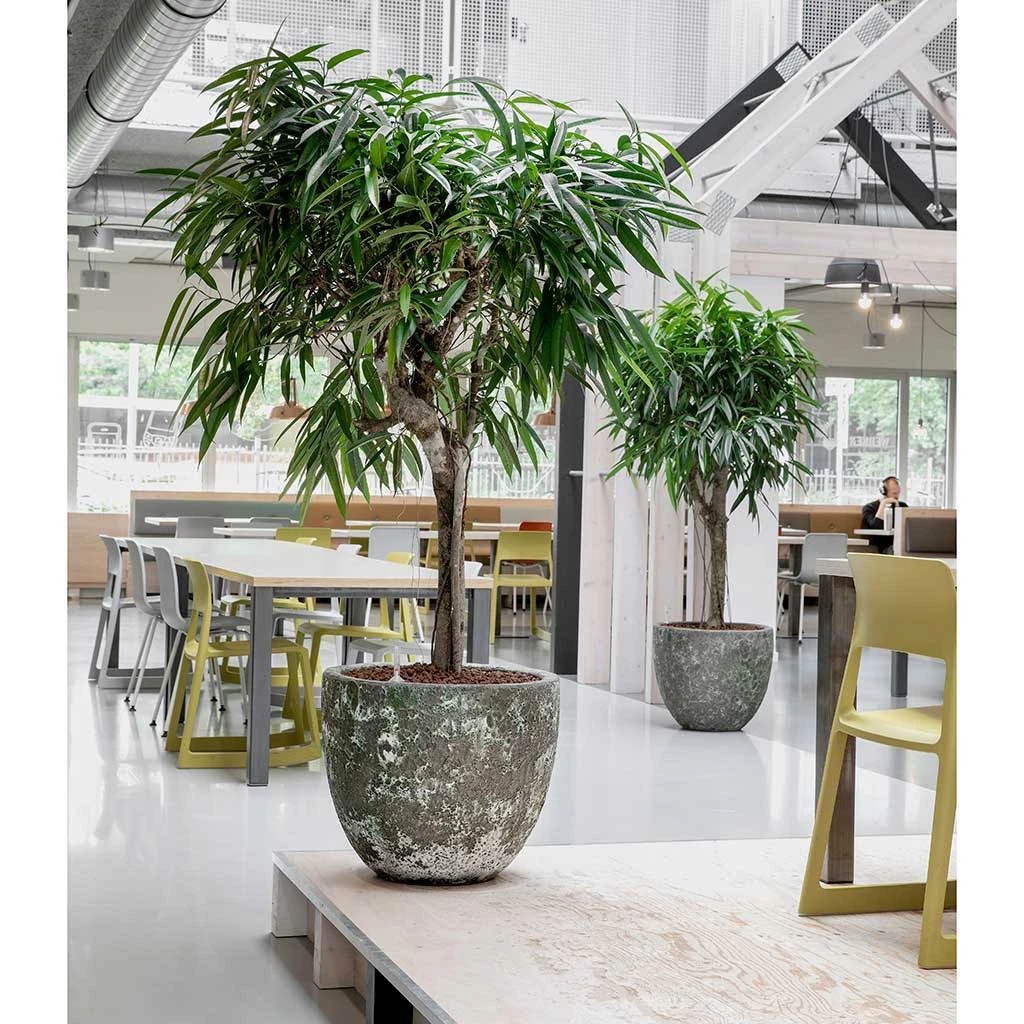 Lava Couple Relic Planter - Jade 4 Lava Couple Relic Planter - Jade - Image 2