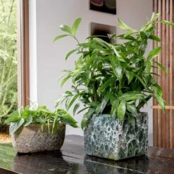 Lava Cube Relic Planter - Jade -Plants Sale Store Lava Cube Relic Planter Jade Lifestyle