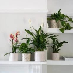 Lazzaro Plant Pot - Linen Effect 16 Lazzaro Plant Pot - Linen Effect -Plants Sale Store Lazzaro Plant Pot Linen Effect 18 x 16cm