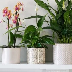 Lazzaro Plant Pot - Sage Foliage -Plants Sale Store Lazzaro Plant Pot Sage Foliage 15 x 13cm