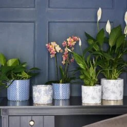 Lazzaro Plant Pot - Vintage Bird -Plants Sale Store Lazzaro Plant Pot Vintage Bird 15 x 13cm