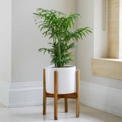 Anzio Plant Pot With Wooden Stand - Stone White 10 Anzio Plant Pot With Wooden Stand - Stone White -Plants Sale Store Lifestyle Anzio Plant Pot with Wooden Stand Stone White 24x24cm