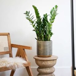 Solis Embossed Plant Pot - Gold -Plants Sale Store Lifestyle Solis Embossed Plant Pot Gold 18x18cm