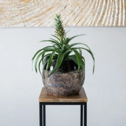 Lindy Plant Pot - Black -Plants Sale Store Lindy Black 4