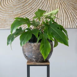 Lindy Plant Pot - Black -Plants Sale Store Lindy Black 5