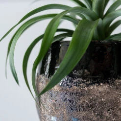 Lindy Plant Pot - Black -Plants Sale Store Lindy Black 6