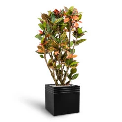 Line-Up Cube Planter - Matt Black -Plants Sale Store Line Up Cube Planter Matt Black Croton