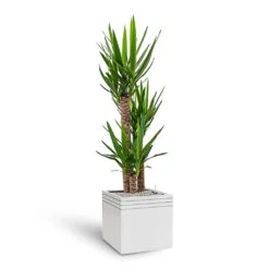 Line-Up Cube Planter - Matt White -Plants Sale Store Line Up Cube Planter Matt White Yucca