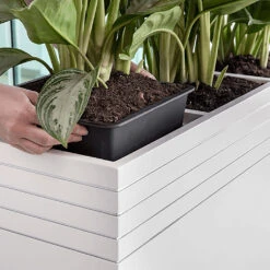 Line-Up Rectangle Planter - Matt White -Plants Sale Store Line Up Tall Square Planter Matt White Lifestyle 2c471cac 7423 41f5 98b3 d25bd28306b4