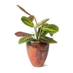 Maranta Leuconeura Var. Erythroneura - Herringbone Plant -Plants Sale Store Livin Beauty Flowerpot Copper Smooth Maranta leuconeura erythroneura Herringbone Plant 234e225d 101b 4bf2 8296 0487b3cb94af