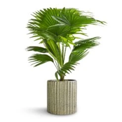 Livistona Rotundifolia - Footstool Palm 24 Livistona Rotundifolia - Footstool Palm -Plants Sale Store Livistona rotundifolia Footstool Palm 14x50cm Azalea Ribbed Plant Pot Speckled Green Stone 15x15cm e546cc87 ce4e 449d 8335 d8403ca21702
