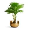 Livistona Rotundifolia - Footstool Palm -Plants Sale Store Livistona rotundifolia Footstool Palm 14x60cm Hammered Bowl Gold with Black 19x14cm f77a7d03 5298 4cce b1cd 2d25f075f0f6