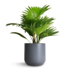 Livistona Rotundifolia - Footstool Palm 25 Livistona Rotundifolia - Footstool Palm -Plants Sale Store Livistona rotundifolia Footstool Palm 14x60cm Lisbon Plant Pot Charcoal 19x19cm