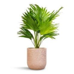 Livistona Rotundifolia - Footstool Palm 27 Livistona Rotundifolia - Footstool Palm -Plants Sale Store Livistona rotundifolia Footstool Palm 14x60cm Ocean Glaze Plant Pot Morganite 18x18cm 24168e43 d1a0 4b92 8786 b8367b201aa3