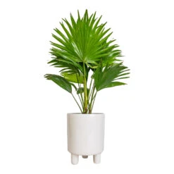 Livistona Rotundifolia - Footstool Palm 26 Livistona Rotundifolia - Footstool Palm -Plants Sale Store Livistona rotundifolia Footstool Palm 14x60cm Pisa Plant Pot White 16x19cm 1c2b47e5 e452 46ac b47e a8f99967a876