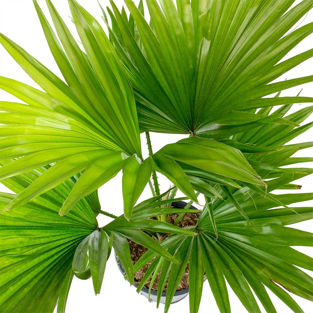 Livistona Rotundifolia - Footstool Palm 4 Livistona Rotundifolia - Footstool Palm - Image 2