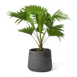 Livistona Rotundifolia - Footstool Palm 29 Livistona Rotundifolia - Footstool Palm -Plants Sale Store Livistona rotundifolia Footstool Palm Patt Plant Pot
