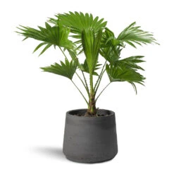 Patt Plant Pot - Black Washed -Plants Sale Store Livistona rotundifolia Footstool Palm Patt Plant Pot 9d1d8698 064b 4647 9daa b836a16daabd