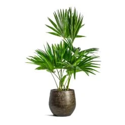 Ryan Plant Pot - Shiny Gold -Plants Sale Store Livistona rotundifolia Footstool Palm Ryan Plant Pot Shiny Gold 599e8d31 e617 4436 a26a aec82542de36