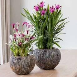 Luxe Lite Waterfall Globe Planter - Bronze -Plants Sale Store Luxe Lite Universe Waterfall Globe Bronze Planters Small Houseplants