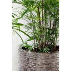 Luxe Lite Wrinkle Cylinder Planter - Bronze 22 Luxe Lite Wrinkle Cylinder Planter - Bronze -Plants Sale Store Luxe Lite Wrinkle Cylinder Planter Bronze Lifestyle Close