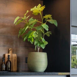 Lydia Plant Pot - Shiny Green -Plants Sale Store LydiaPlantPot ShinyGreen 8